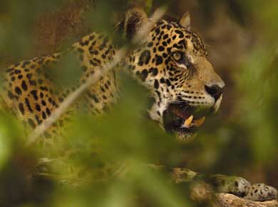 jaguar6